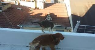 Damdaki Kedi Melahat Ve Kopek Ajan Sevmeklazim Ajanbrian Coksevmeklazim Ajanimo Kopek Kedi Danca