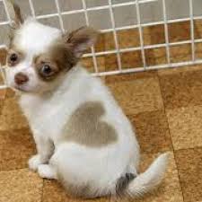 You can look at the address on the map. Privileged Critters Animal Hospital Lakeland Fl