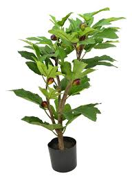 The fruits and seeds of some trees and shrubs, such as buckthorn, mulberry, persimmon, and trees and shrubs are usually selected for landscape use based on their ornamental features, such as. Ornamental Fig Tree 68cm Fruit Trees