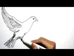 The gallery for sketsa burung merak sumber : Cara Menggambar Burung Merpati Terbang Youtube