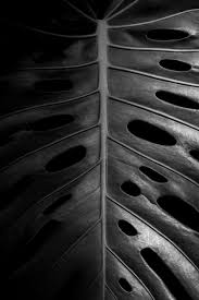 Abstract Black And White Macro Photography Black And White Monstera Print Macro Photography Botanical Etsy In 2020 Abstract Photography Prints Photography Prints Art Macro Photography