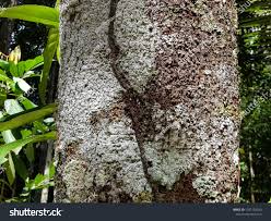 Image result for Ocotea