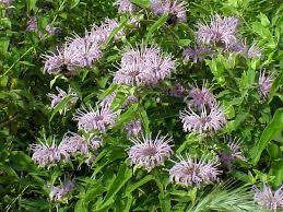 Image result for Monadenium herbaceum