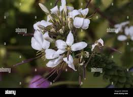 Image result for Cleome houtteana