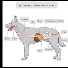 Maybe you would like to learn more about one of these? Magenprobleme Hund Wie Krauter Helfen Konnen Ewalia