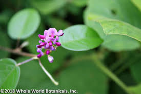 Image result for Desmodium nicaraguense