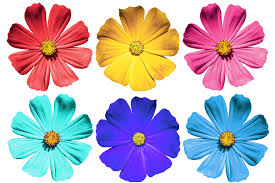 Printable pictures of flowers to color. Sari On Science For Valentine S Day Make Color Changing Flowers