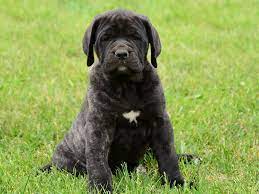 English Mastiff For Sale English Mastiff Puppies Mastiff Puppies English Mastiff English Mastiff Puppies