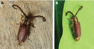 Image result for Hymenodictyon austro-africanum