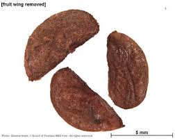Image result for Hymenocardia