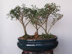 Focusing on styling bonsai, showing member's trees, bonsai care and general help. Have Serissa Bonsai And All The Leaves Have Gone Help