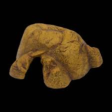 Image result for Exotheca