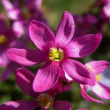 Image result for Thunbergia crispa