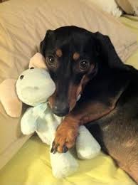 Snuggle Buddy Dachshund With Images Cute Dog Toys Dachshund Dog Cute Dogs