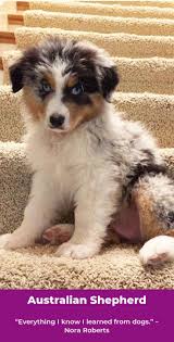 Click here to be notified when new australian shepherd puppies are listed. Australian Shepherd For Sale Near Me Page 1 Line 17qq Com