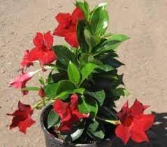 Here are a few guidelines for growing rios: Dipladenia Rio Deep Red Rio Deep Red Dipladenia Wholesale Plants Hanging Plants Indoor Hanging Plants