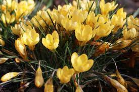 Die winden krokusse in drehbach blühen im jahr etwa zwei bis drei wochen. Blutezeit Wann Und Wie Lange Bluhen Krokusse Gartenlexikon De