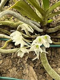Image result for Diaphananthe