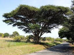 Image result for Acacia sieberiana