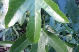 Image result for Araliaceae