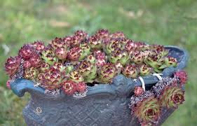 Hen and chicken plant bloom. How To Grow Hen And Chick Succulents Gardening Channel