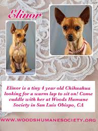 Meet This Cutie At Woods Humane Society In San Luis Obispo Ca Humane Society Society 4 Year Olds