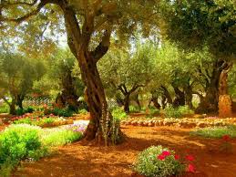 Huerto Getsemani Jerusalen Jardin De Getsemani Lugares Preciosos Huerto De Getsemani