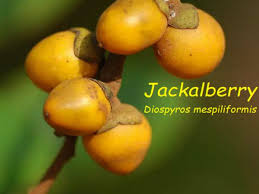 Image result for Diospyros mespiliformis