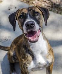 Meet Ringo At The Townsville Rspca Animal Care Centre He Is A Young Fellow That Would Love To Find His Furever Fami Animals Cute Animal Photos Animal Rescue
