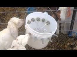 Pin On Goats