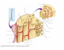 Long bone diagram timothyakeller flickr. Microscopic Bone Anatomy