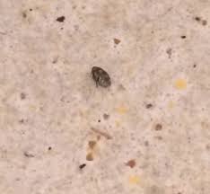 Petits Insectes Noirs Dans Ma Cuisine