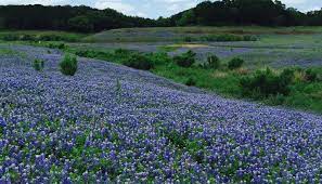 Count on flower hut when you necessitate flower shops in san antonio, tx. Where To Find Bluebonnets And Wildflowers Around San Antonio In 2019 Culturemap San Antonio