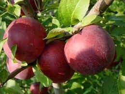 The arkansas black spur apple is a large, late season fruit. Starkspur Arkansas Black Apple From Stark Bro S Empire Apples Apple Tree Fruit Trees In Containers