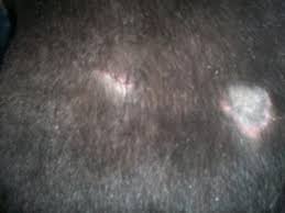 Scabs on dogs can be caused by: Cat Has Big Grayish Scab And Is Losing Fur