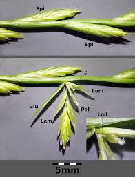 Image result for Lolium