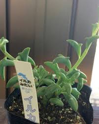 The one i have … These Succulents Look Like Jumping Dolphins Martha Stewart