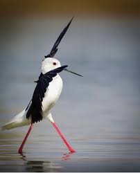 Pin By Emine Demirayli On Birds Of A Feather Funny Birds Beautiful Birds Animals Beautiful