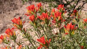 Maybe you would like to learn more about one of these? Find Great Wildflower Hikes In The Bay Area Modern Hiker
