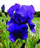 An inside look at the darwin hemerocallis stella d 'oro hosta first frost hosta guacamole hosta patriot iris butter and sugar iris. Burpee Bare Root Iris Matinata 3 Bare Root Plants Buy Online In Andorra At Andorra Desertcart Com Productid 84413553