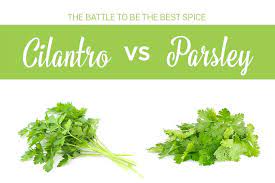 Cilantro Vs Parsley Differences Uses And How To Tell Them Apart