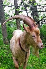 Pin By Sherry Garrett On Goats Goats Billy Goats Gruff Animals