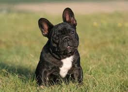 Mehr dazu finden sie unter wurfplanung. Franzosische Bulldogge Kampfhund Als Beliebtes Familienmitglied Mydog365 Magazin