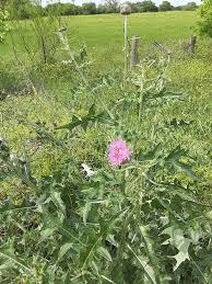 Image result for Cirsium