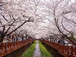 Seorang pengunjung berjalan di taman bunga cosmos di paju, korea selatan. Selain Jepang Kamu Bisa Melihat Bunga Sakura Mekar Di 13 Negara Ini