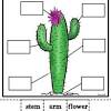 How does a cactus produce water? Https Encrypted Tbn0 Gstatic Com Images Q Tbn And9gcqjcahgabpimxt39a1pyeemcwhejtg16nflynut9iqfmytjyhx8 Usqp Cau