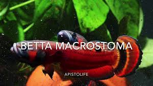 They are in small tank for easy feeding. Betta Macrostoma Youtube