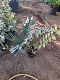 Image result for Alafia zambesiaca