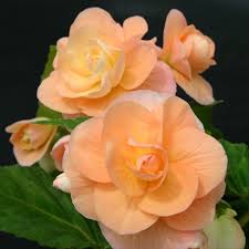 Image result for Begonia oxyloba