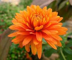 Counting After Vowing Our Love 273 Dtg Birth Flower Tattoos November Birth Flower Flowers